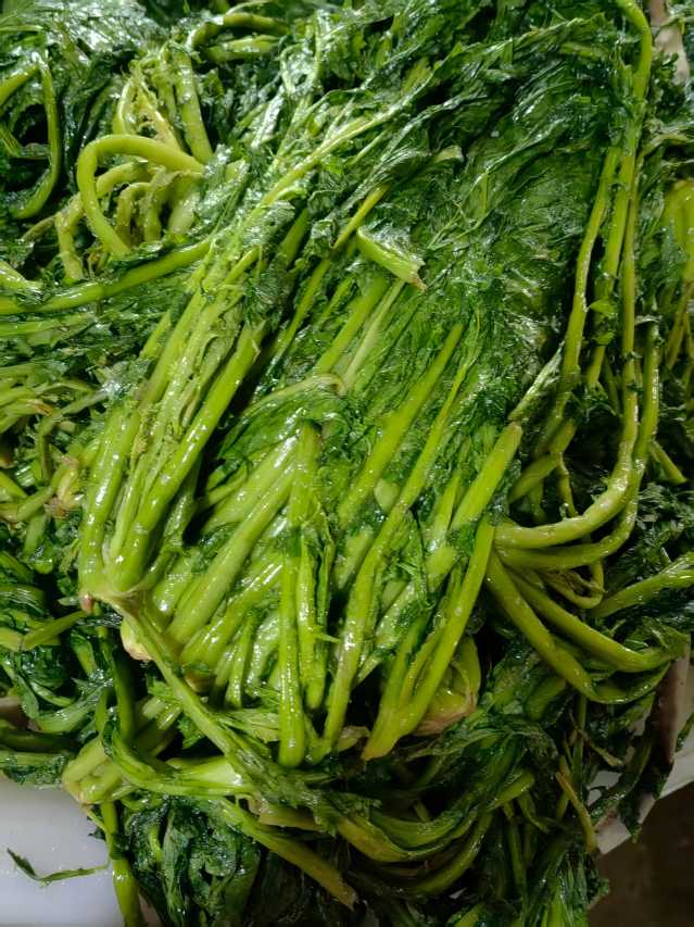 雪里红(半成品)